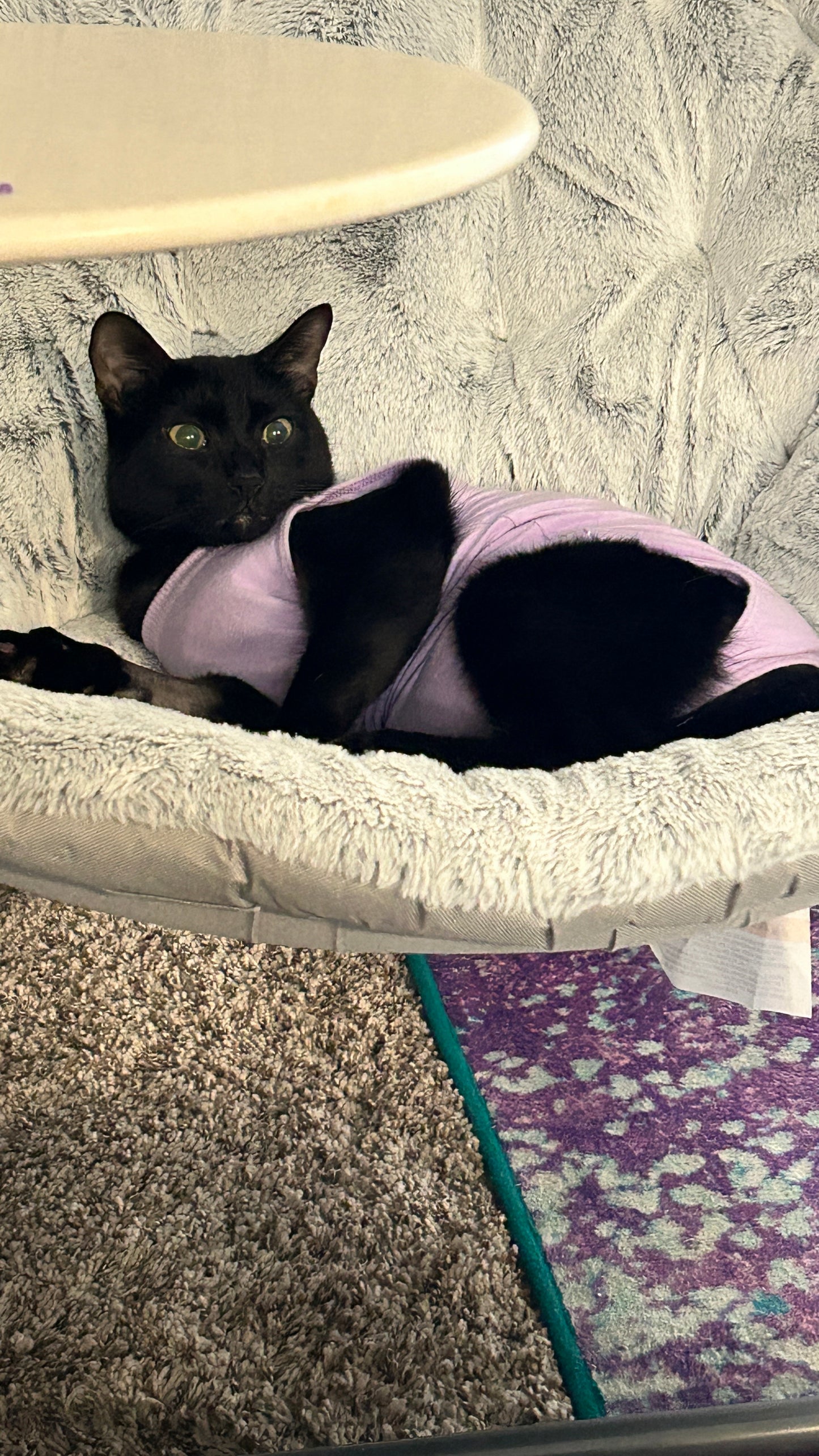 Inxy the Cat | Fabulous Leotard | Holographic Sticker